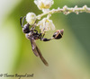 Zethus miscogaster - Photo (c) Theresa Bayoud, all rights reserved, uploaded by Theresa Bayoud