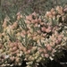 Astragalus clusianus - Photo (c) Javier Arellano Sandua, כל הזכויות שמורות, הועלה על ידי Javier Arellano Sandua