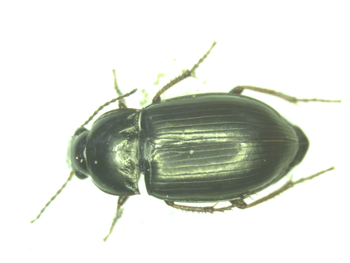 Amara municipalis