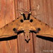 裂斑鷹翅天蛾 - Photo 由 Jatishwor Irungbam 所上傳的 (c) Jatishwor Irungbam，保留所有權利