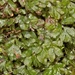 Hymenophyllum minimum - Photo (c) chrismorse, kaikki oikeudet pidätetään