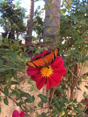 Juno Silverspot