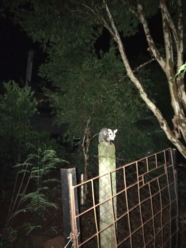 White-eared Opossum