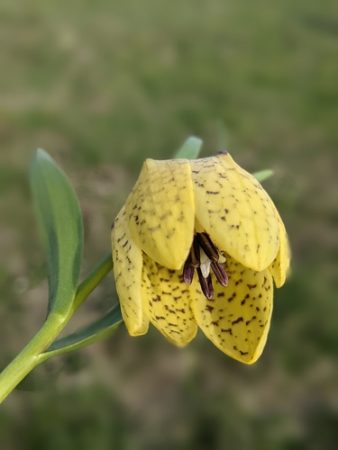 Fritillaria collina