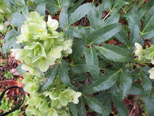 Corsican Hellebore
