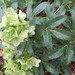 Helleborus lividus corsicus - Photo (c) Sue Mcgaw, όλα τα δικαιώματα διατηρούνται, uploaded by Sue Mcgaw
