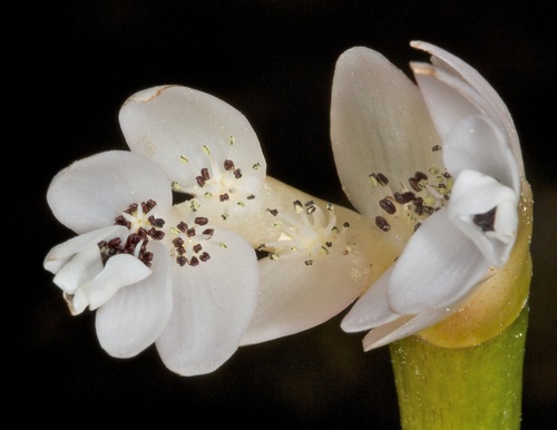 Aponogetonaceae