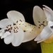 Aponogetonaceae - Photo (c) chrismorse, todos los derechos reservados