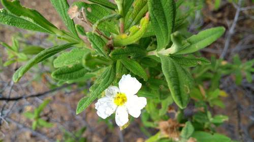 Cistus grancanariae