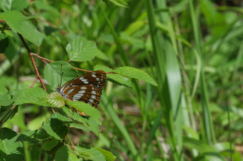 Mimathyma nycteis