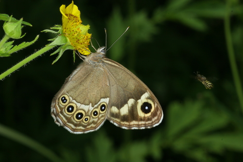 Lasiommata deidamia