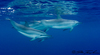 Gray’s Spinner Dolphin - Photo (c) Joe Tomoleoni, all rights reserved, uploaded by Joe Tomoleoni