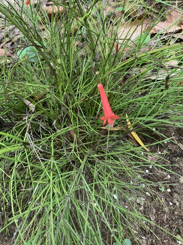 Firecracker plant