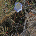 Wahlenbergia pygmaea pygmaea - Photo (c) Phil Bendle, todos los derechos reservados, subido por Phil Bendle