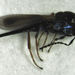 Platygaster - Photo (c) Stephen Thorpe, all rights reserved, uploaded by Stephen Thorpe