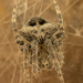 California Orbweaver - Photo (c) Alice Abela, all rights reserved