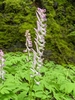 Scouler's Corydalis - Photo (c) Edward Tarnell, all rights reserved, uploaded by Edward Tarnell
