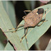 Brown Shield Bug - Photo (c) tricarpa, all rights reserved, uploaded by tricarpa