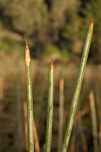 Eleocharis sphacelata R.Br.