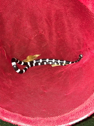 Eastern Bandy Bandy sighting