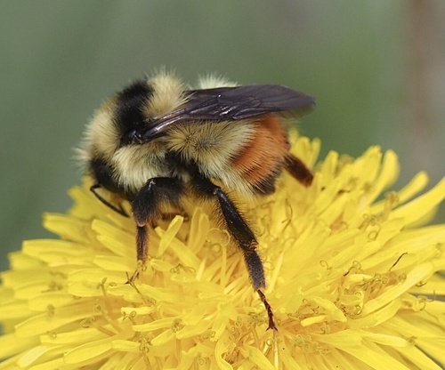 Great Basin Bumble Bee