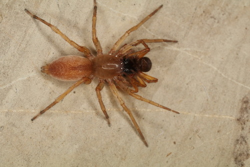 Clubiona terrestris