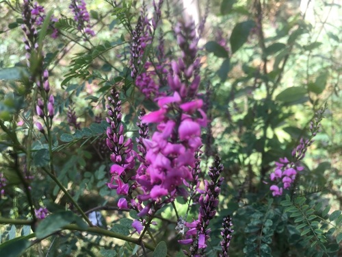 Australian Indigo