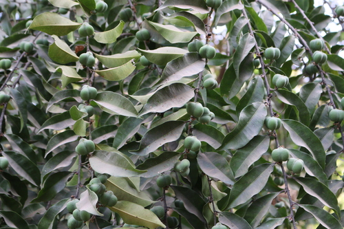 Anthostema senegalense