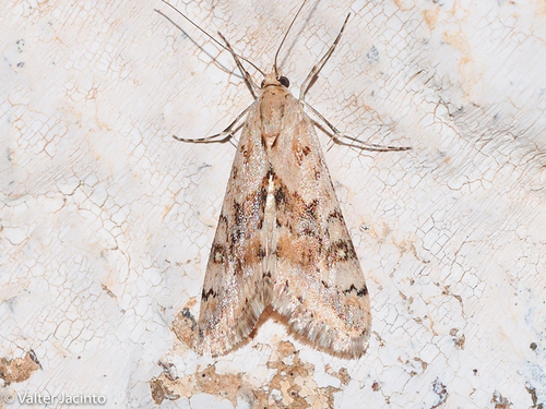 Cornifrons ulceratalis