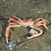 Angular Crab - Photo (c) Rudolf Svensen, all rights reserved, uploaded by Rudolf Svensen