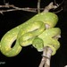 Green Python - Photo (c) Christian Langner, all rights reserved, uploaded by Christian Langner