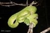Northern Green Python - Photo (c) Christian Langner, all rights reserved, uploaded by Christian Langner