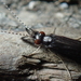 Mystacides alafimbriatus - Photo (c) Mason Maron, all rights reserved, uploaded by Mason Maron