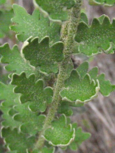 Astrolepis sinuata ssp. sinuata