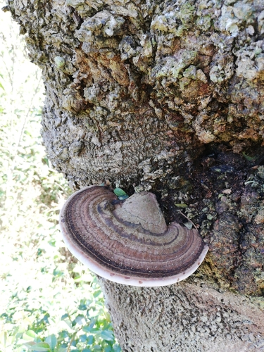Trametes cubensis
