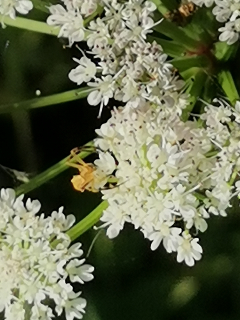 Pink Crab Spider from Vilar, Portugal on May 08, 2021 at 05:51 PM by