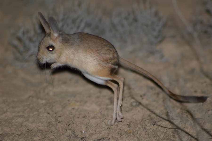 Dwarf Fat-tailed Jerboa (Pygeretmus pumilio)