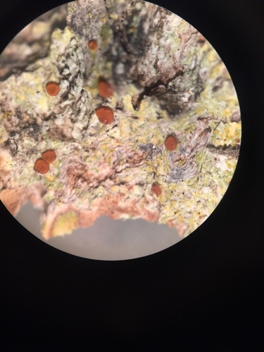 Caloplaca xanthostigmoidea