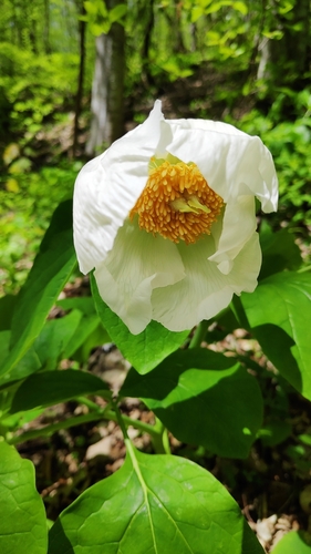 Caucasus Peony