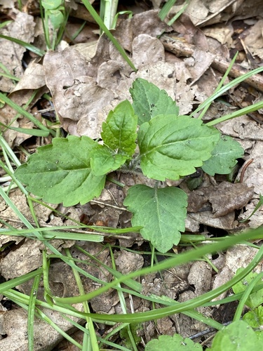 Wood Speedwell