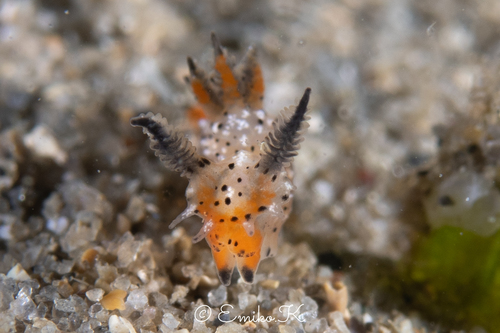 Polycera melanosticta M.C.Miller, 1996
