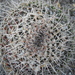 Mammillaria geminata - Photo (c) Leticia Jiménez Hernández, alla rättigheter förbehållna, uppladdad av Leticia Jiménez Hernández