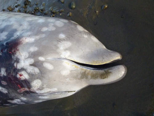 Cuvier's Beaked Whale
