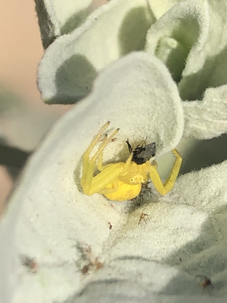 Mecaphesa from London Bridge Pl, Indio, CA, US on May 9, 2021 at 0811