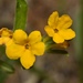Hoary Puccoon - Photo (c) Kyran Leeker, all rights reserved, uploaded by Kyran Leeker