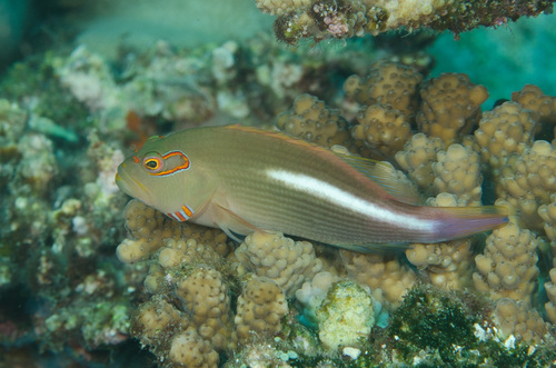 Arc-eye Hawkfish