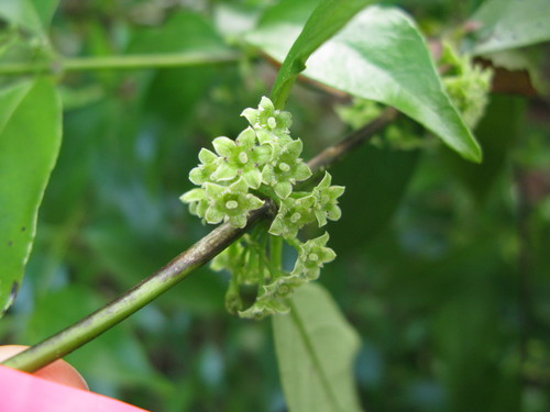 Geniostoma rupestre