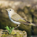 Western Bonelli's Warbler - Photo (c) Xavi, all rights reserved, uploaded by Xavi