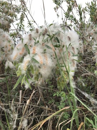 iNaturalist observation photo of Willows