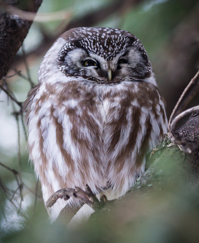 Raufußkauz (Aegolius funereus) erkennen — Foto, Gesang und Steckbrief der Vogelart
